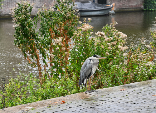 Photography Grey Heron by Wildflowers on Canal with Boat in Background in Amsterdam Netherla