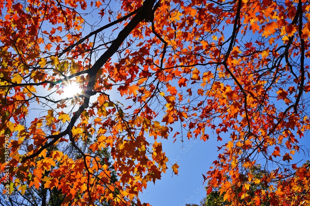 Sunrays through colorful maple foliage in the fall Sunrays through colorful maple foliage in the fall