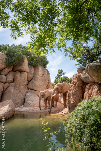 Couple of elephants drinking water