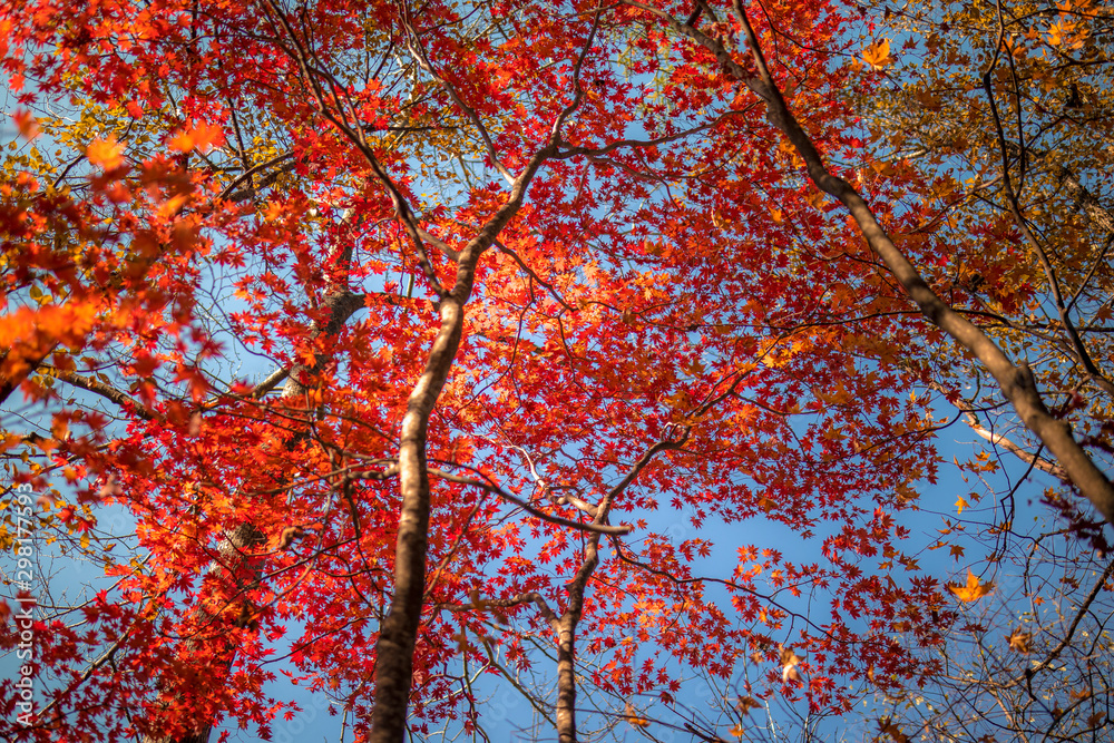 autumnal trees stained with autumn foliage.