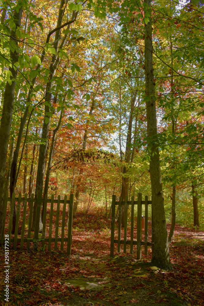 Fototapeta premium autumn in the forest