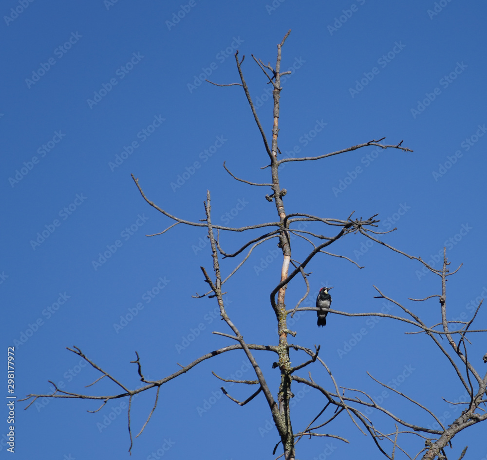 Acorn Woodpecker perched on a dead tree with blue sky background Acorn Woodpecker perched on a dead tree with blue sky background