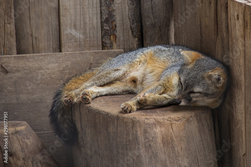 gray fox resting on wooden logs photo