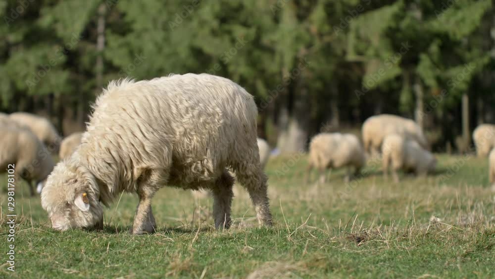 Sheeps graze grass on the green meadow. Natural sunlight. Sheeps graze grass on the green meadow. Natural sunlight.