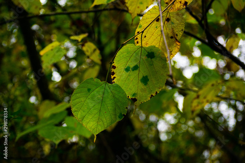 Green Leaves Changing During Fall © 205photog
