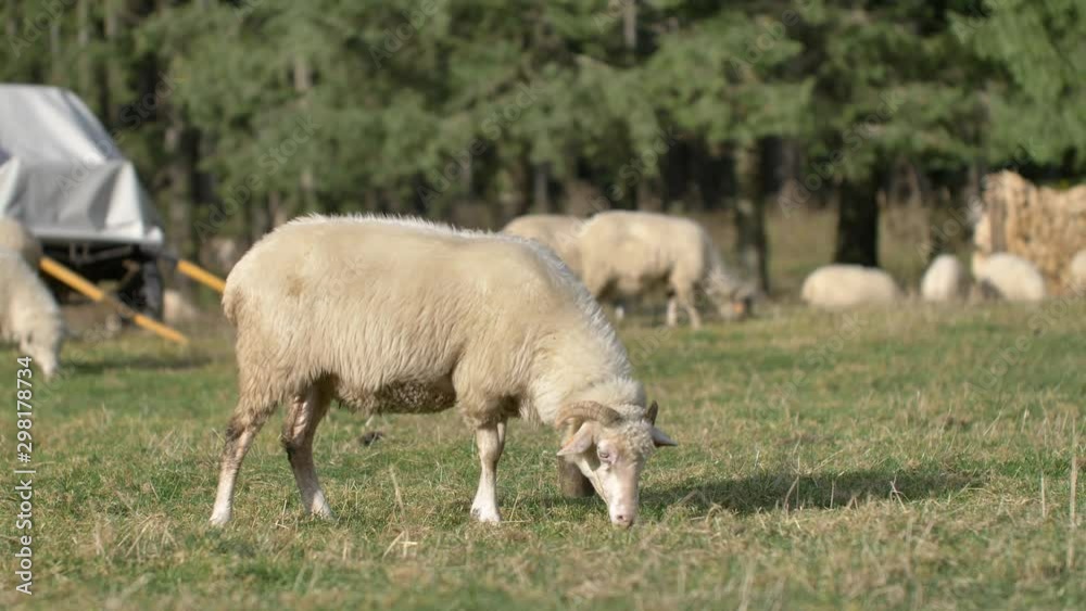 Sheeps graze grass on the green meadow. Natural sunlight. Sheeps graze grass on the green meadow. Natural sunlight.
