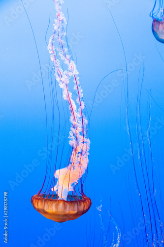 sea nettle