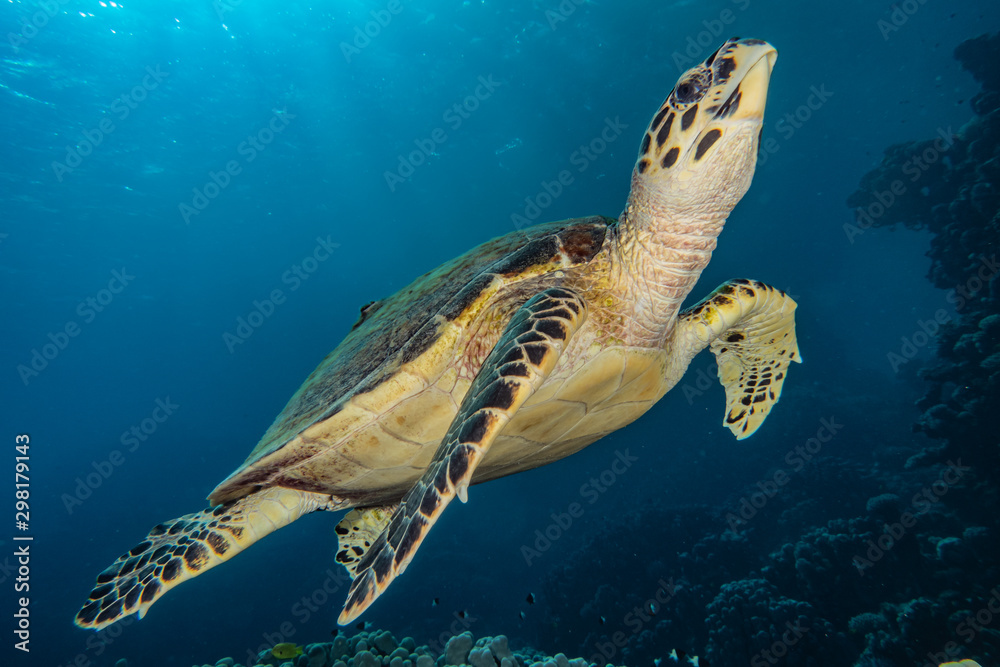 Obraz premium sea turtle in the Red Sea, dahab, blue lagoon sinai