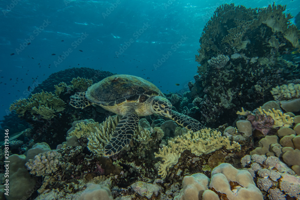 Fototapeta premium sea turtle in the Red Sea, dahab, blue lagoon sinai