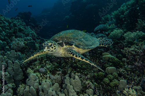 sea turtle in the Red Sea, dahab, blue lagoon sinai