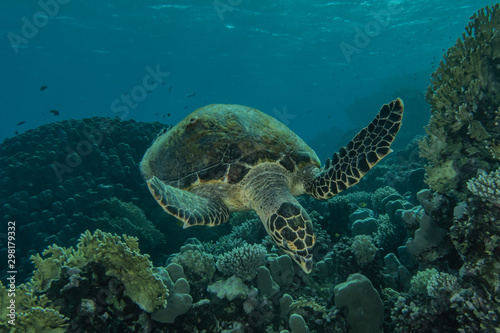 Fototapeta Naklejka Na Ścianę i Meble -  sea turtle in the Red Sea, dahab, blue lagoon sinai
