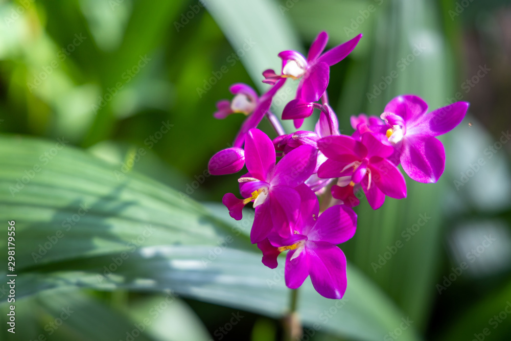 The background image of the colorful flowers The background image of the colorful flowers