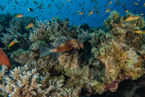 Coral reefs and water plants in the Red Sea, Eilat Israel