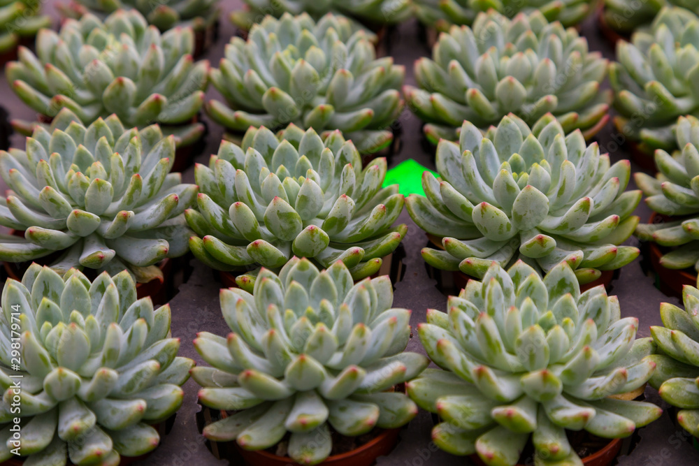 Green rosettes sempervivum succulent plant on flower small pot