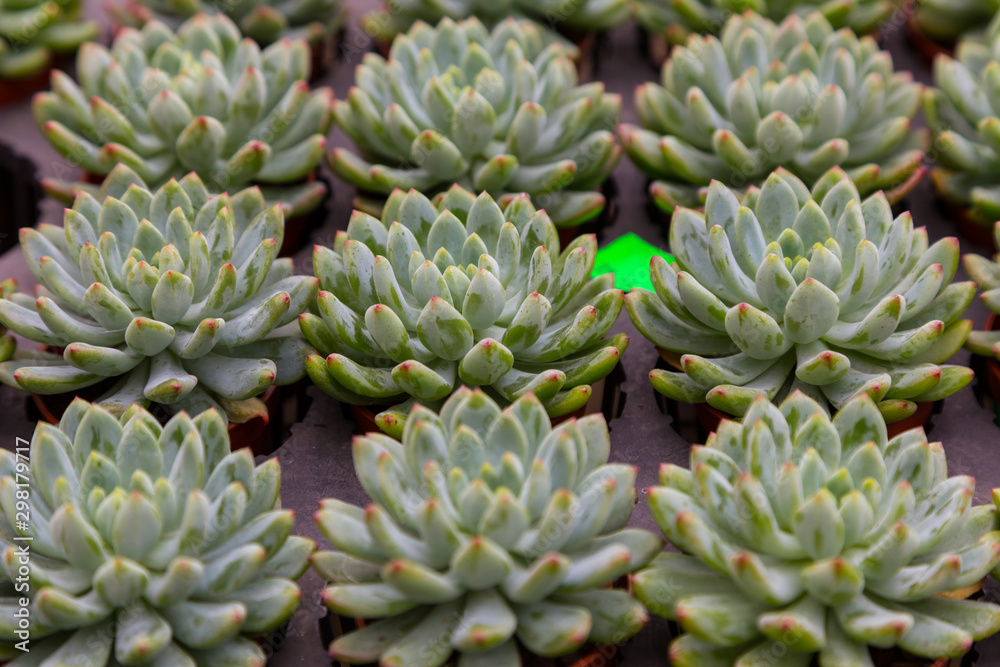 Green rosettes sempervivum succulent plant on flower small pot Green rosettes sempervivum succulent plant on flower small pot