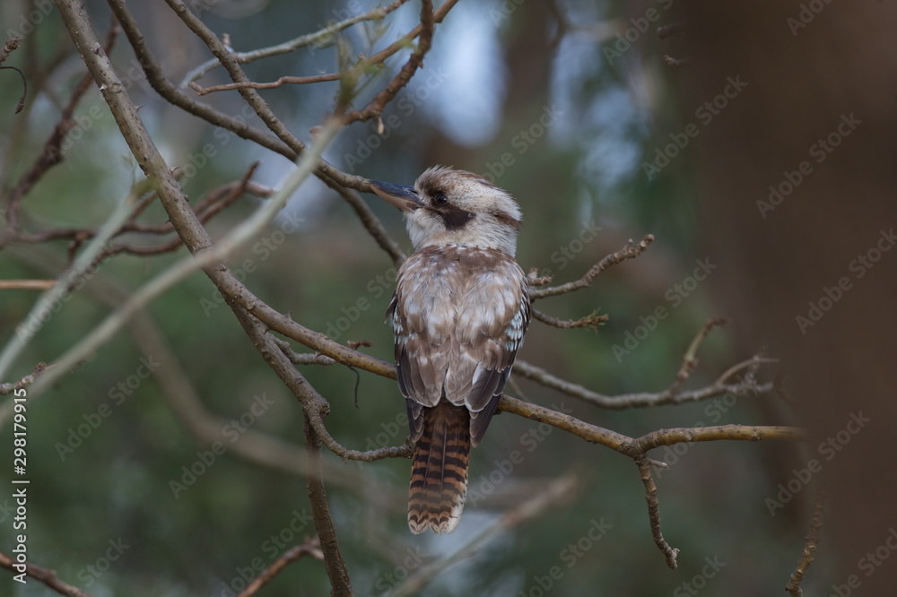 Naklejka premium Kookaburra, NSW, Australia