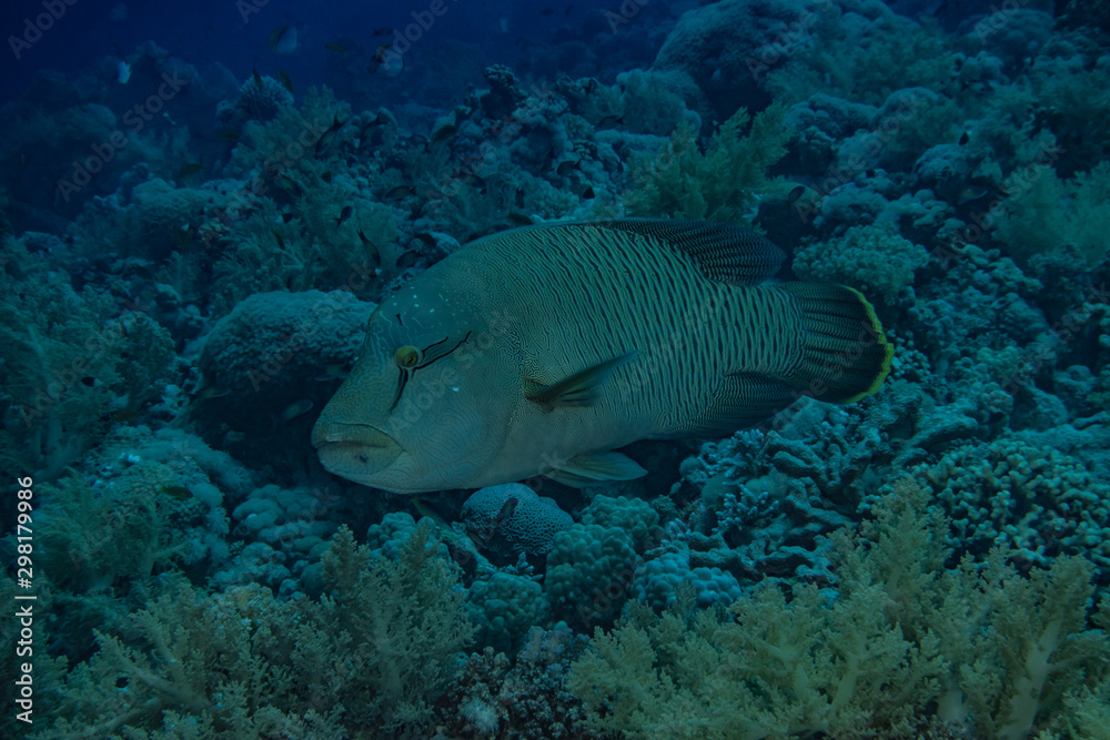 Fish swim in the Red Sea, colorful fish, Eilat Israel Fish swim in the Red Sea, colorful fish, Eilat Israel