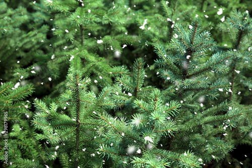 Beautiful coniferous trees for Christmas sale in greenhouse © Pixel-Shot