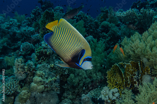 Fish swim in the Red Sea, colorful fish, Eilat Israel