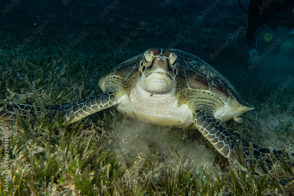 Obraz premium sea turtle in the Red Sea, dahab, blue lagoon sinai