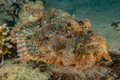 Fish swim in the Red Sea, colorful fish, Eilat Israel