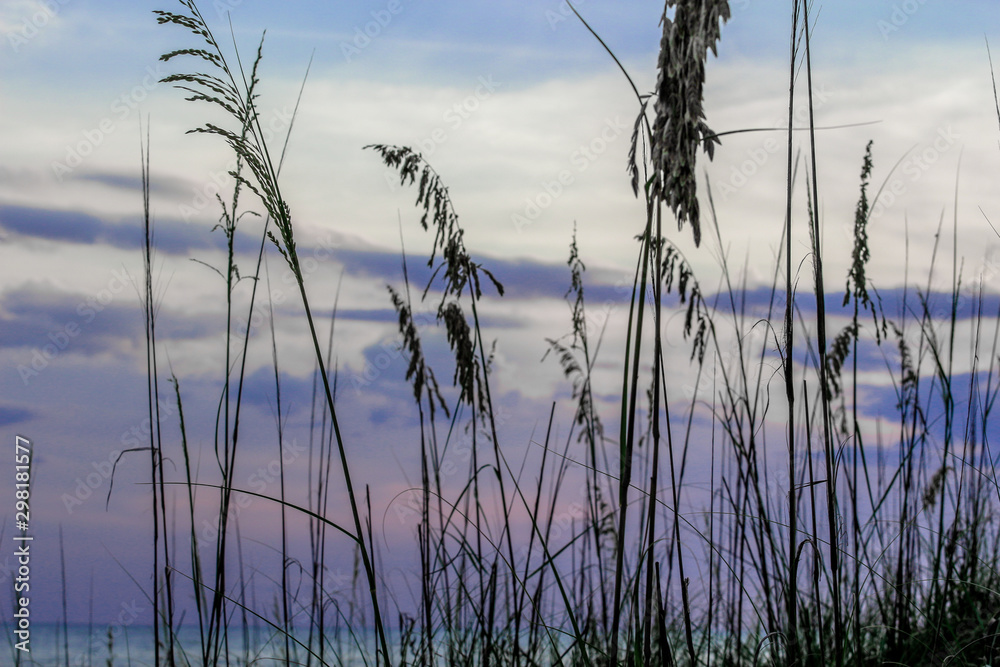 Beach Grass 