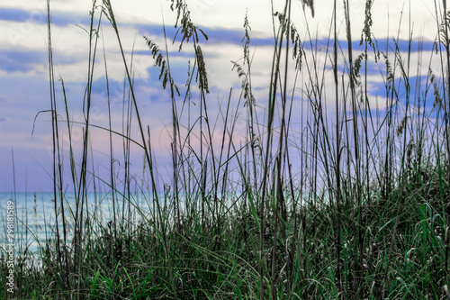 Beach Sand Grass 