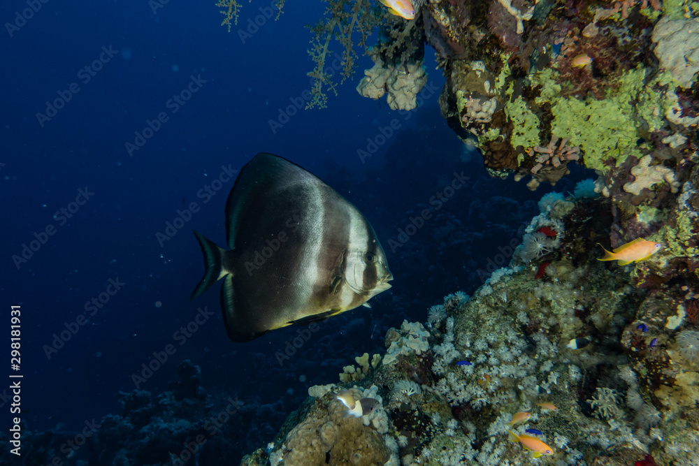 Fototapeta premium Fish swim in the Red Sea, colorful fish, Eilat Israel