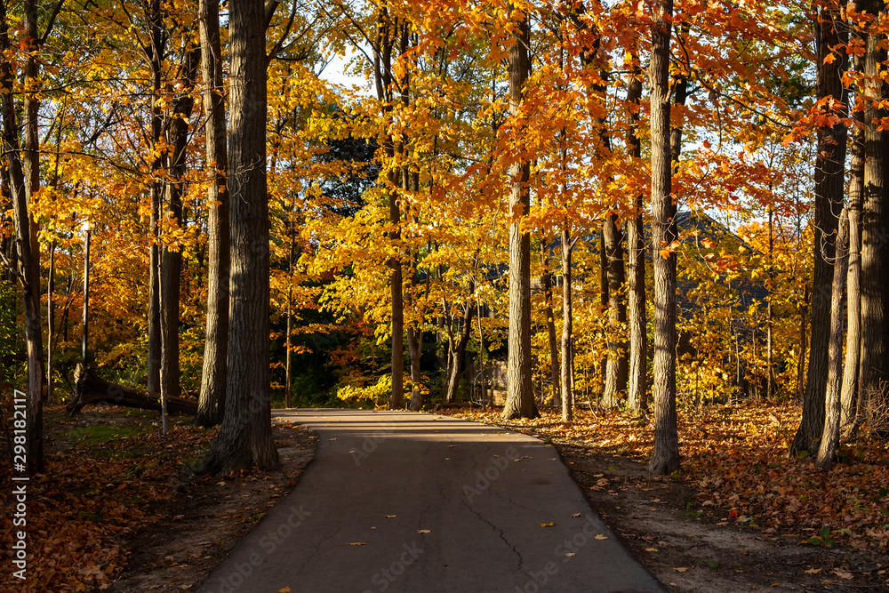 Naklejka premium Colorful Fall Foliage Along a Beautiful Path Through the Woods