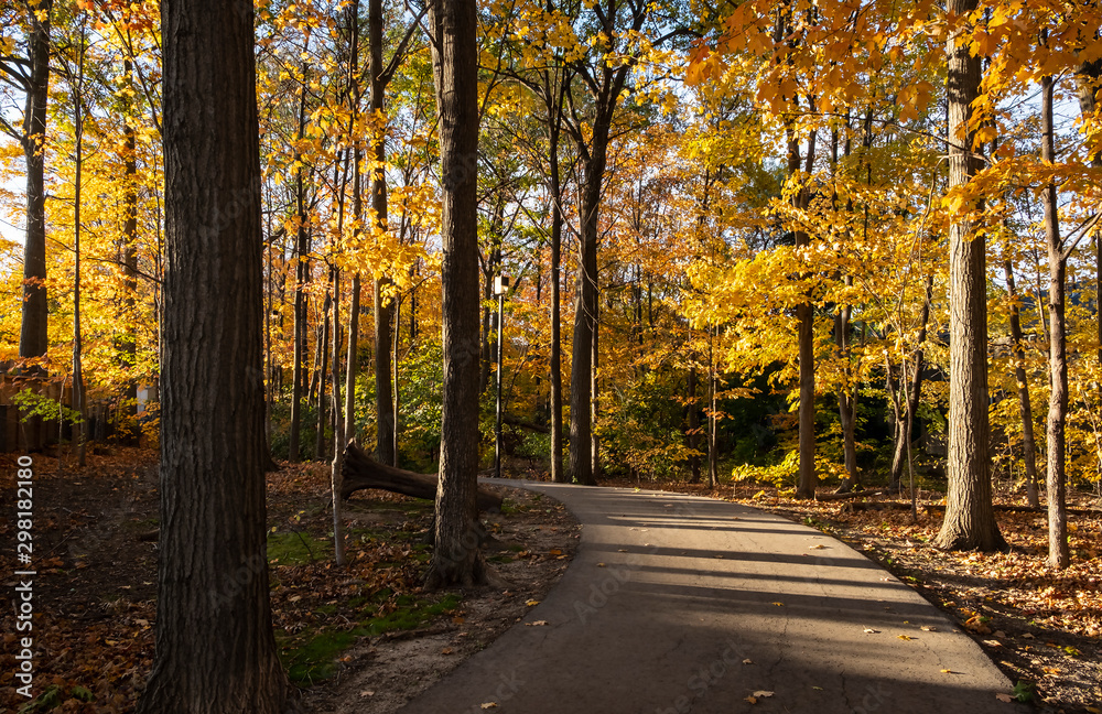 Colorful Fall Foliage Along a Beautiful Path Through the Woods