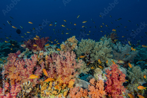Coral reefs and water plants in the Red Sea, Eilat Israel © yeshaya