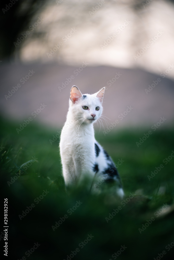 Fototapeta premium cat