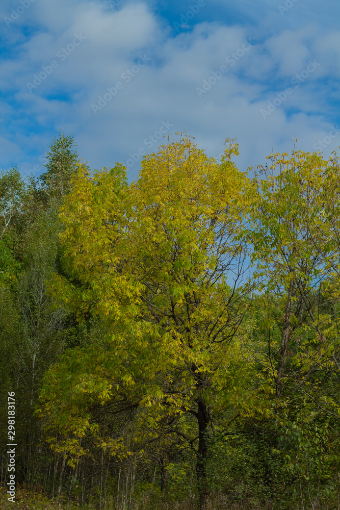 Blue cloudy sky with trees. Autumn background with blank space for text
