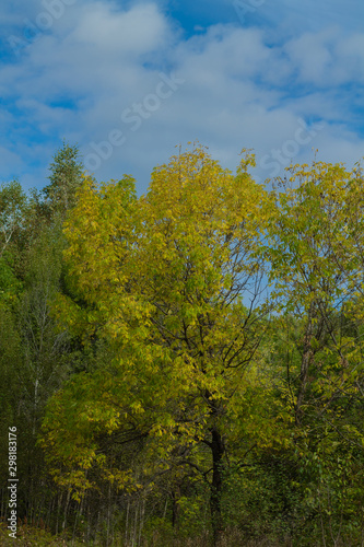 Blue cloudy sky with trees. Autumn background with blank space for text