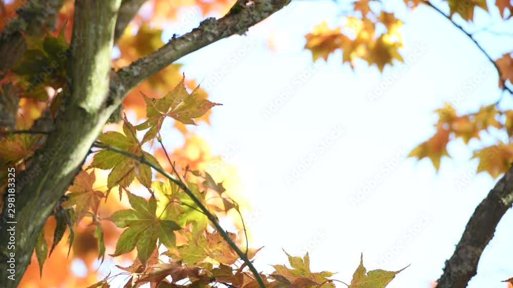 Japanese Maple Changing in Autumn Colors From Green Japanese Maple Changing in Autumn Colors From Green