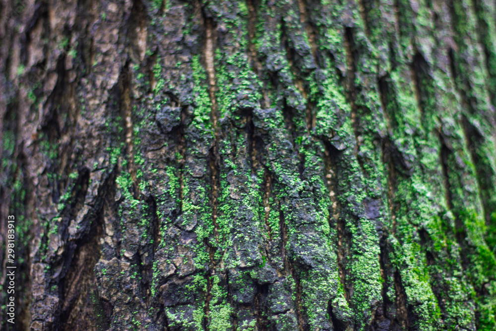 Tree trunk with green moss. Natural background. Tree trunk with green moss. Natural background.
