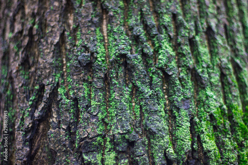 Tree trunk with green moss. Natural background.