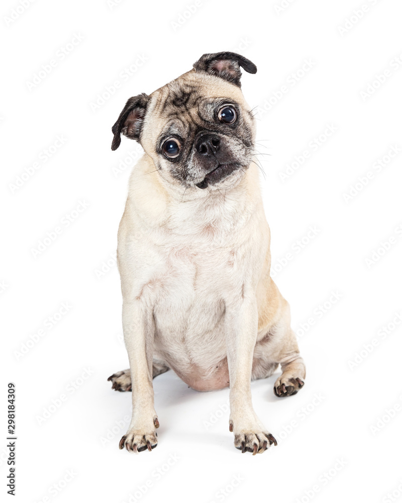 Obraz premium Purebred Pug Dog Sitting Facing Forward