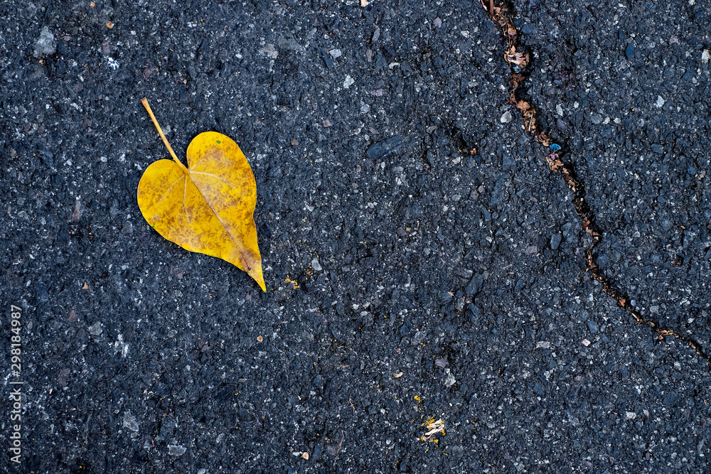 A single autumn golden yellow leaf ona a black pavement surface. A single autumn golden yellow leaf ona a black pavement surface.