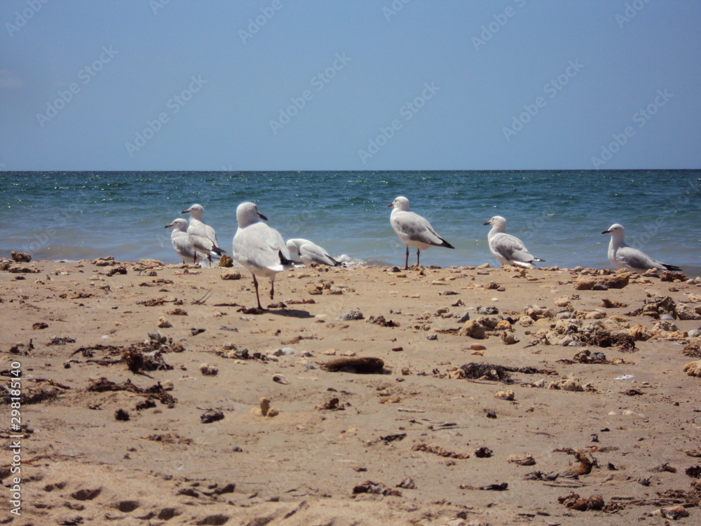 Seagulls at Exmouth Beach - Western Australia