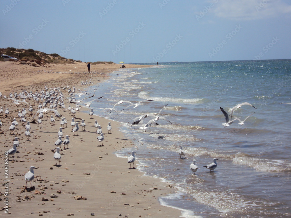 Seagulls at Exmouth Beach - Western Australia Seagulls at Exmouth Beach - Western Australia