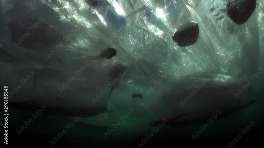 Extreme diving under ice underwater as concept of extreme sports and active lifestyle of lake Baikal. Extreme diving under ice underwater as concept of extreme sports and active lifestyle of lake Baikal.