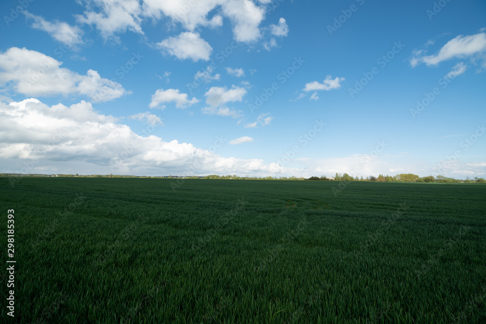 green vegetation and fields in spring