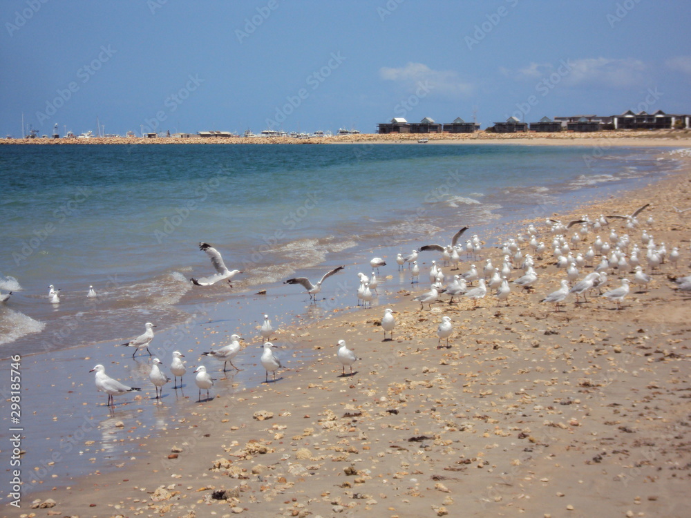 Seagulls at Exmouth Beach - Western Australia Seagulls at Exmouth Beach - Western Australia