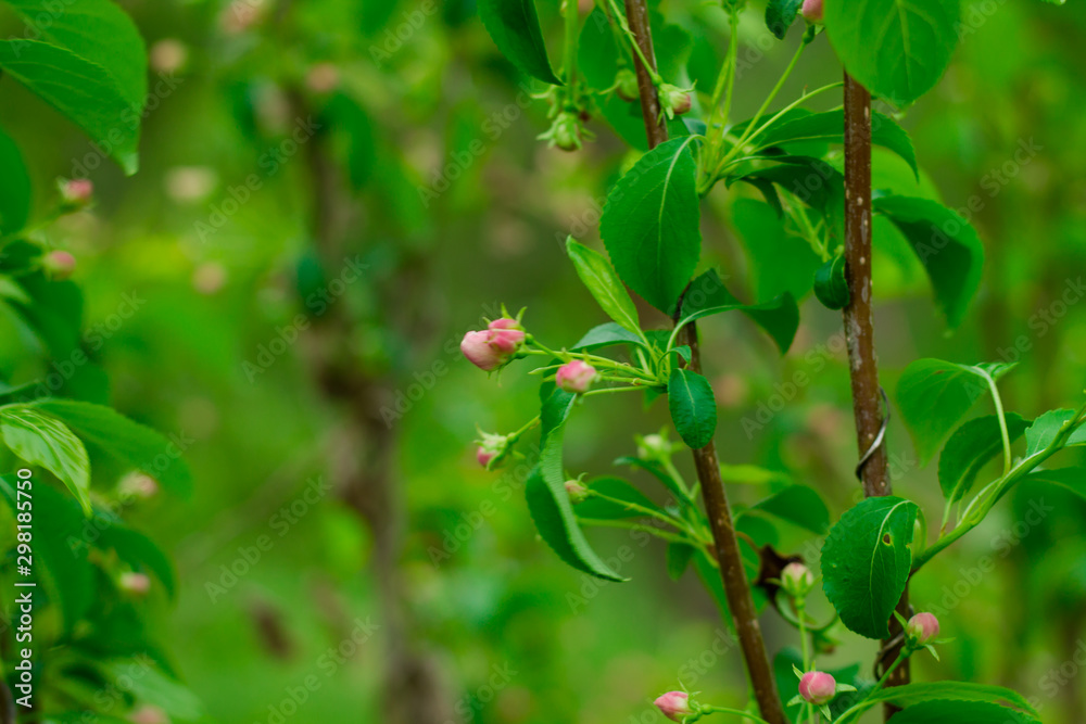 The buds of the apple tree at the end. green leafy background. The buds of the apple tree at the end. green leafy background.