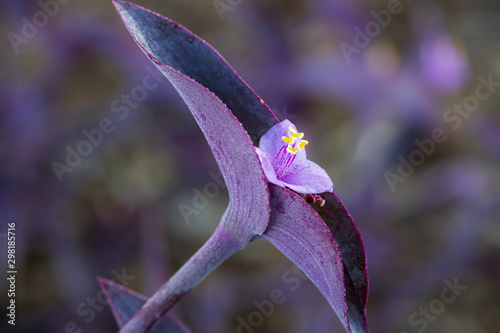 Close up of blooming purple heart plant photo