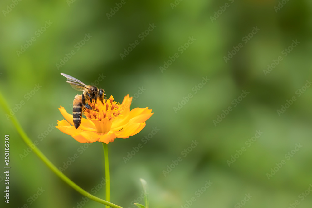 The bees find food on beautiful yellow flowers in the morning. The bees find food on beautiful yellow flowers in the morning.