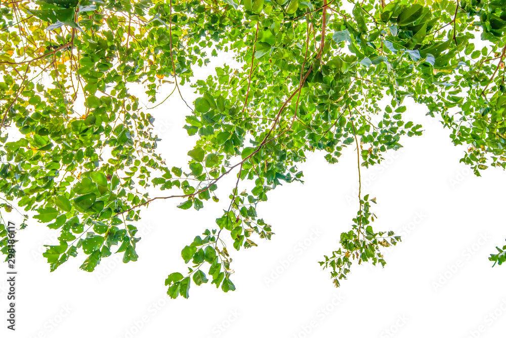 Green Spring Leaves On White Background.clipping path.