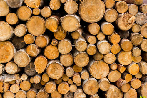 Closeup of logs of trees in nature. a lot of cutted logs