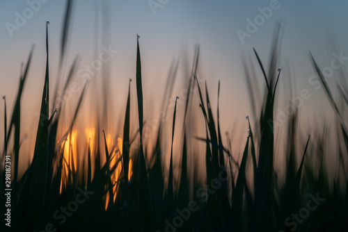 grass at sunset